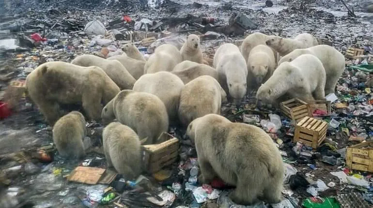 This file photo taken on October 31, 2018 shows polar bears feeding at a garbage dump near the village of Belushya Guba, on the remote Russian northern Novaya Zemlya archipelago, a tightly-controlled military area where a village declared a state of emergency in February after dozens of bears were seen entering homes and public buildings. Climate change is starving polar bears into extinction, according to research published on July 20, 2020 that predicts the apex carnivores could all but disappear within the span of a human lifetime. In some regions they are already caught in a vicious downward spiral, with shrinking sea ice cutting short the time bears have for hunting seals, while dwindling body weight undermines their chances of surviving Arctic winters without food, scientists reported in Nature Climate Change. The study calculates 